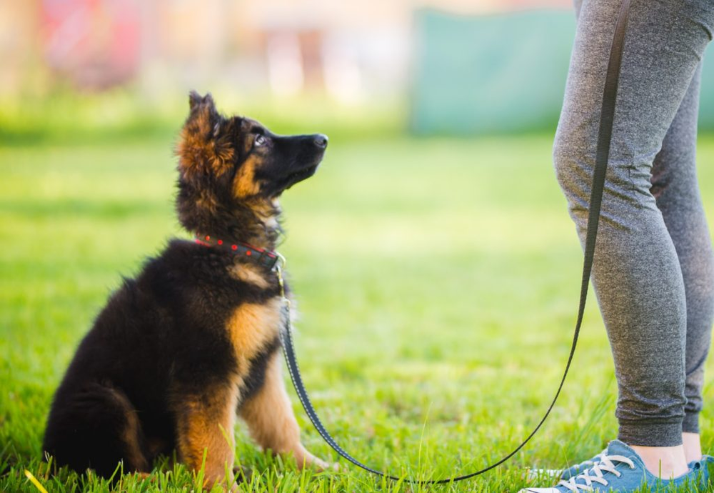 Yavru Köpek Eğitimi İçin 10 Öneri